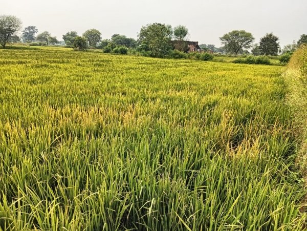 नकली दवा ने जला दी छह एकड़ फसल &mdash; किसान बोला, मुआवजा नहीं तो न्याय जरूर चाहिए