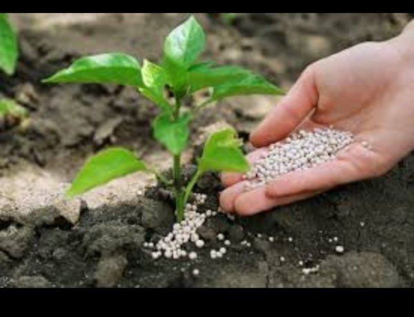 लॉकडाउन के दौरान बीज एवं उर्वरक प्रतिष्ठान सुबह 11 से दोपहर 03 बजे तक होंगे संचालित