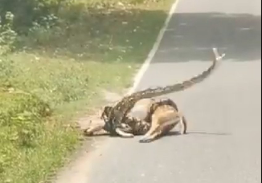 हिरण को अजगर से छुड़ाना महंगा पड़ सकता था : देखिए दिल दहला देने वाला वीडियो